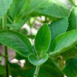 Medicina ancestral: plantas medicinales indígenas y sus propiedades curativas