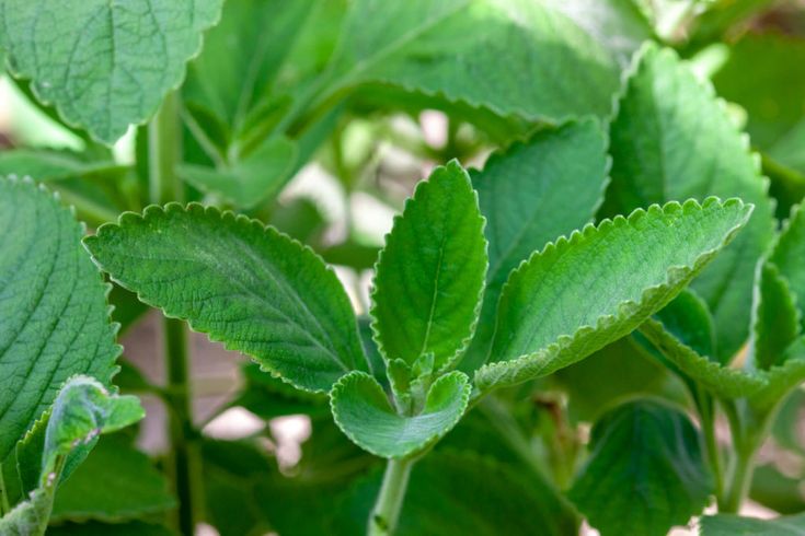 Plantas medicinales en la cultura indígena de El Salvador: sabiduría ancestral y curación natural-1