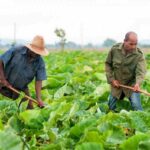 Agricultura indígena sostenible: tradición y medio ambiente