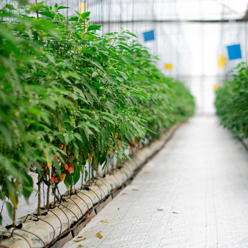 Cambios en las técnicas de cultivo: de la tradición a la innovación-1