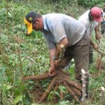 Técnicas de cultivo tradicionales utilizadas por los pueblos indígenas