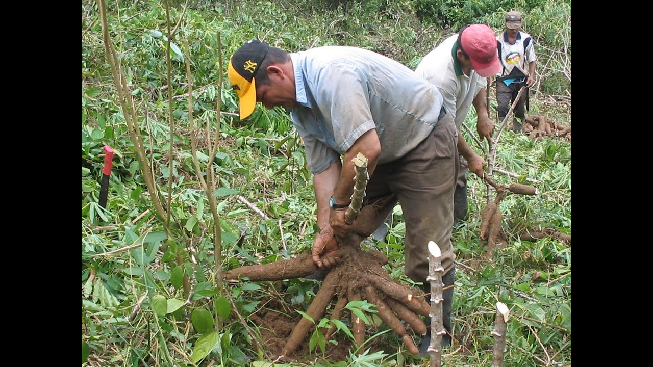 Técnicas de cultivo tradicionales utilizadas por los pueblos indígenas-1