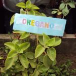 Usos y beneficios de las plantas medicinales en la cultura indígena